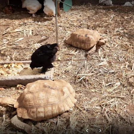 Casa Santana * Estreito Da Calheta