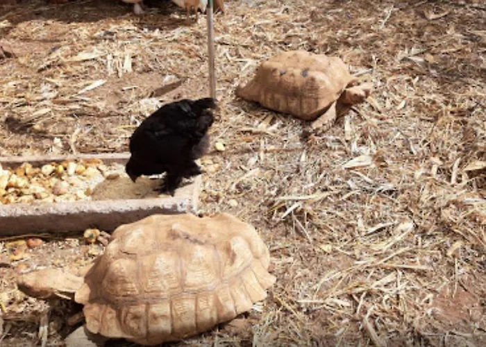 Casa Santana * Estreito Da Calheta